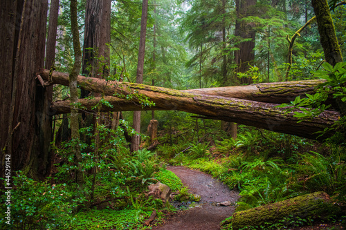 Fallen Redwood © Brendan
