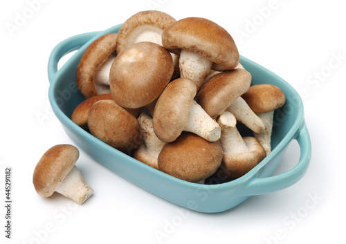Shiitake mushroom on the White background 