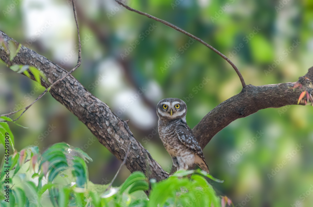 Obraz premium Spotted Owlet