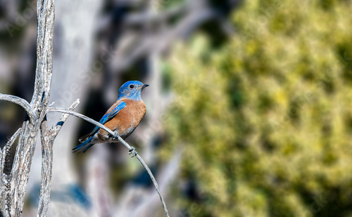 Western Bluebird photo