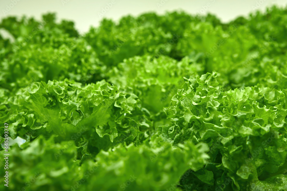 many green corals growing in indoor led light base agricultural farm many green corals growing in indoor led light base agricultural farm