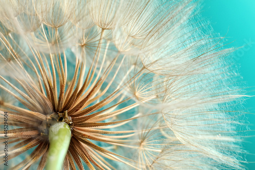 Beautiful fluffy dandelion flower on turquoise background  closeup