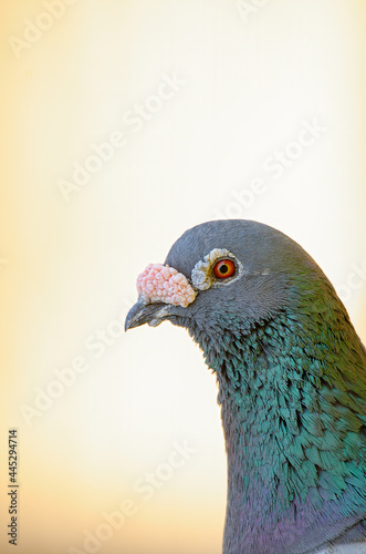 Rock Pigeon