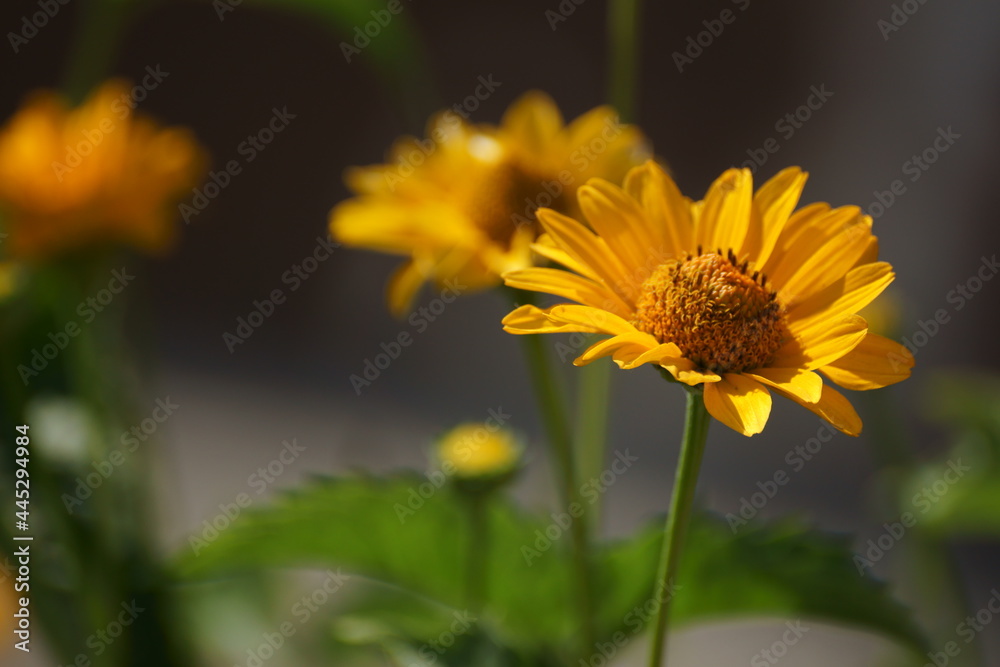Obraz premium yellow flower