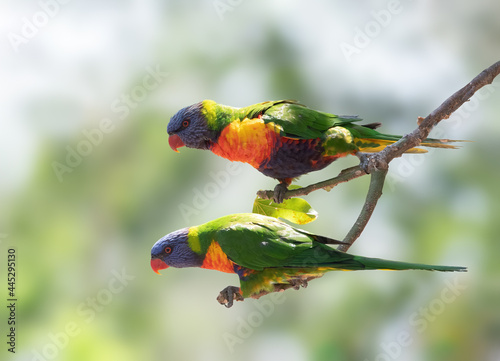 Rainbow Parakeets