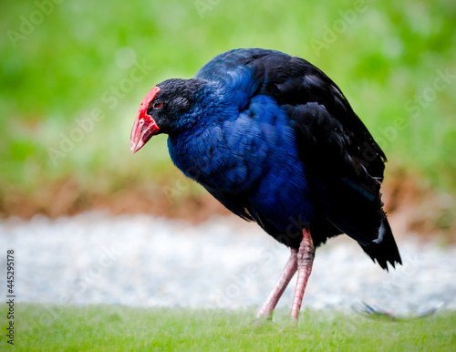 Valokuva Pukeko