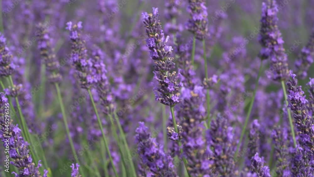 Macro Shot Of A Purple Lavender Flower Field In The South Of France, Provence
Macro Shot Of A Purple Lavender Flower Field In The South Of France, Provence