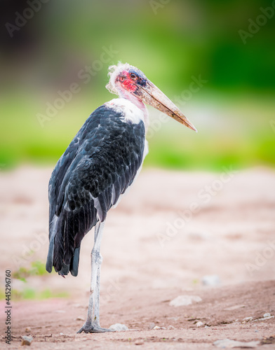 Marabou Stork