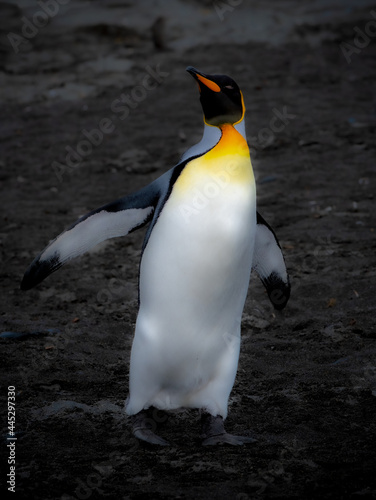 King Penguin