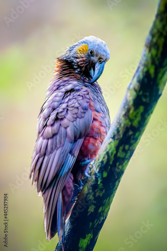 Kaka parrot in the canopy of Stewart Island in New Zealand