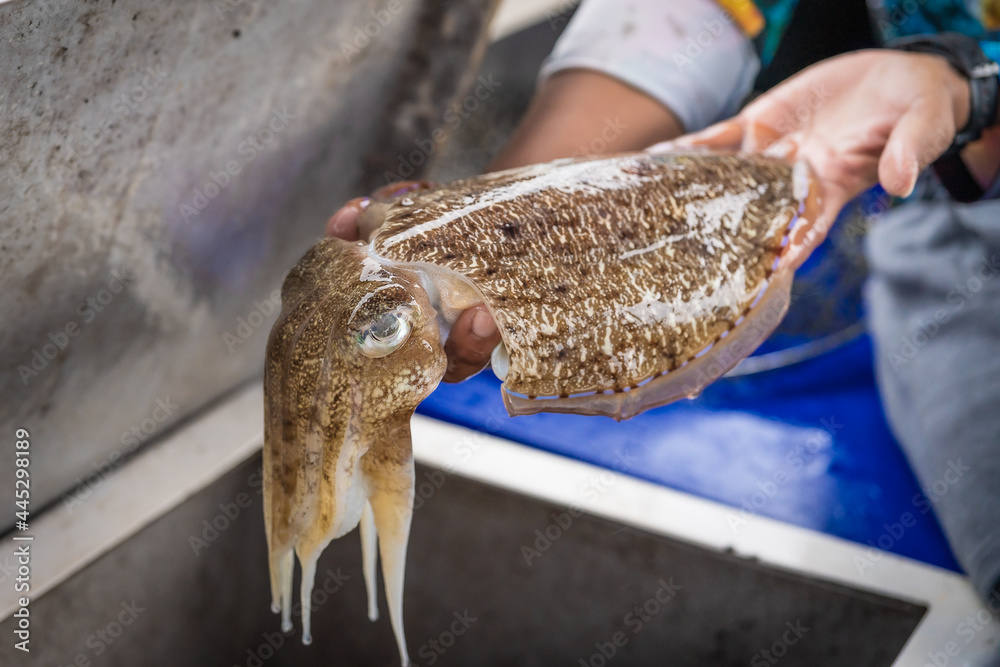 big living fresh rainbow cuttlefish in hands of fisherman