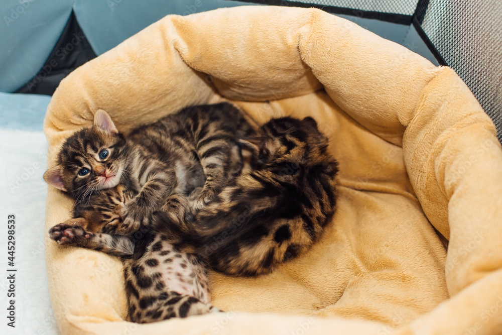 Closee-up Bengal charcoal kittens laying on the pillow