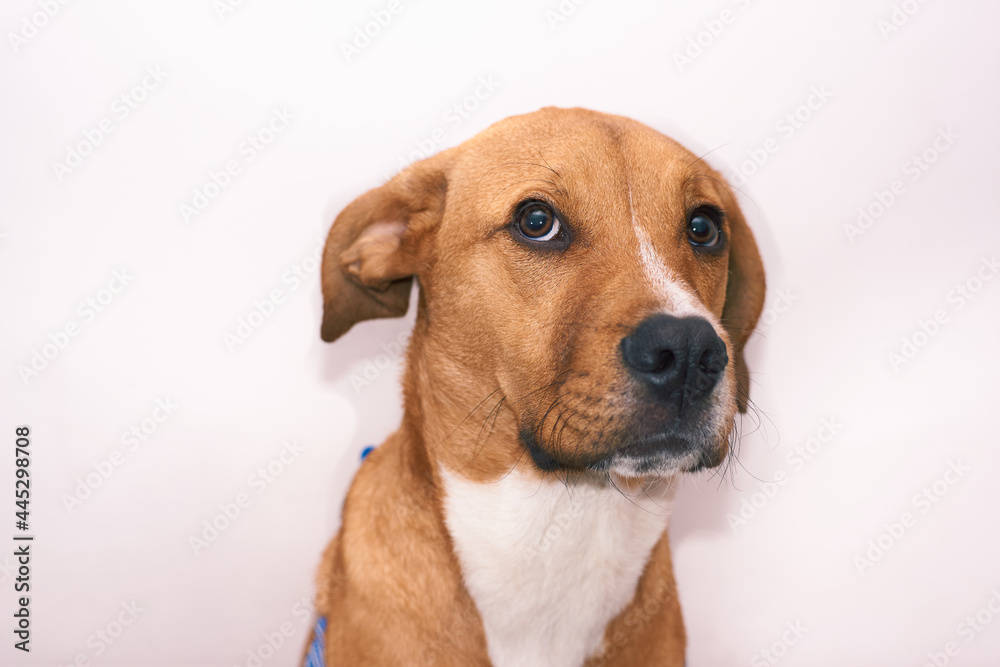 dog on white background looking at camera