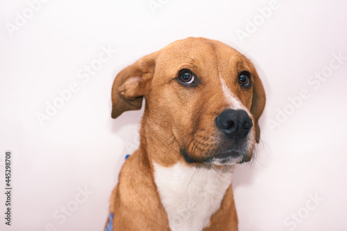 dog on white background looking at camera