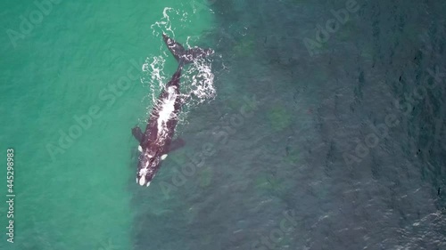 Drone aerial shot of Southern Right Whale Sea Creature Pacific Ocean reef channel Bateau Bay Central Coast tourism NSW Australia 4K photo