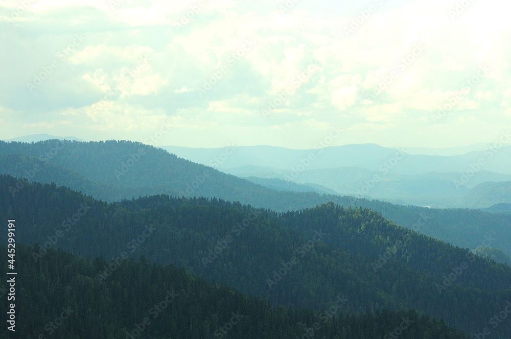 A look at the tops of a mountain range overgrown with coniferous forest under a summer sky with cumulus clouds.