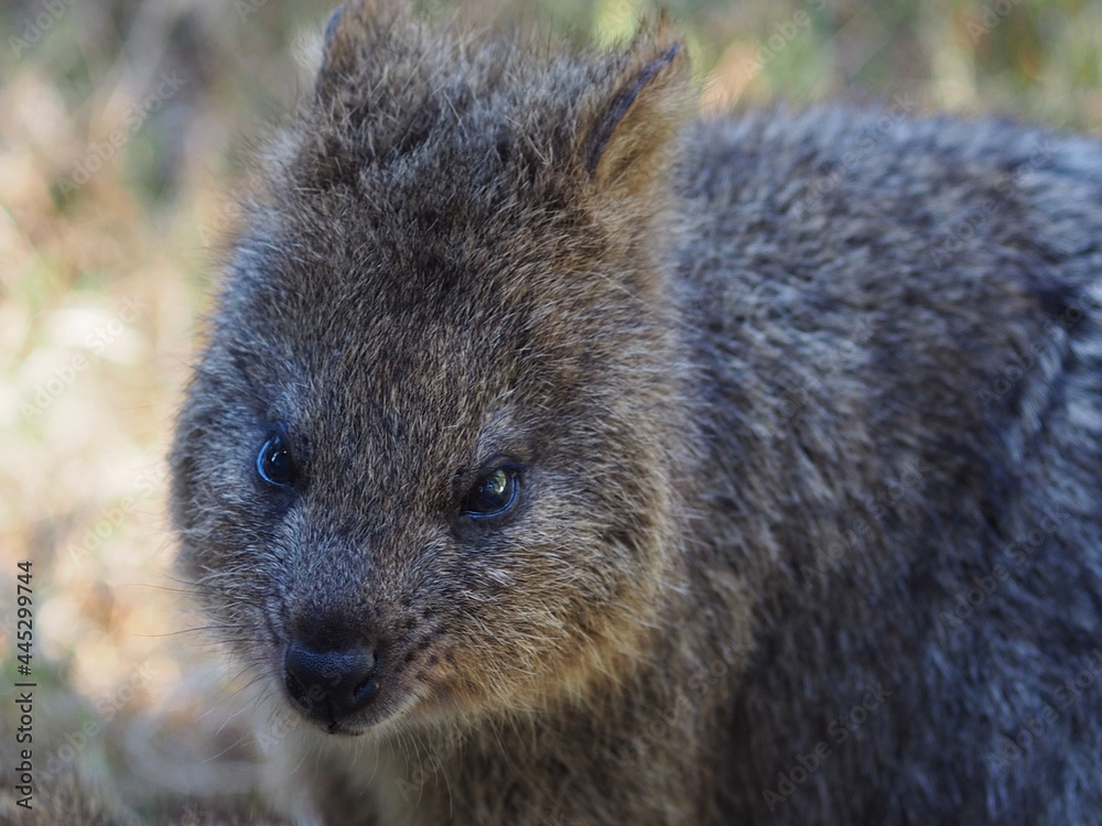 Naklejka premium A closeup portrait of a marvellous pretty Quokka with sparkling eyes.