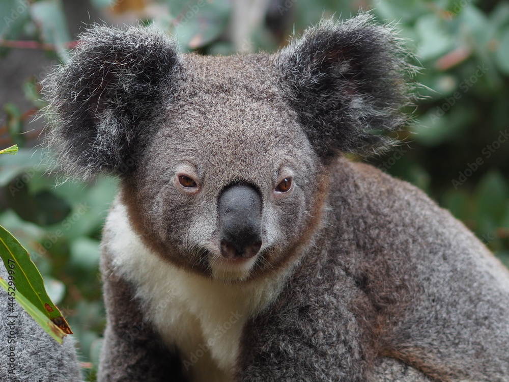 Fototapeta premium Captivating gorgeous Koala resting in a Eucalyptus tree.