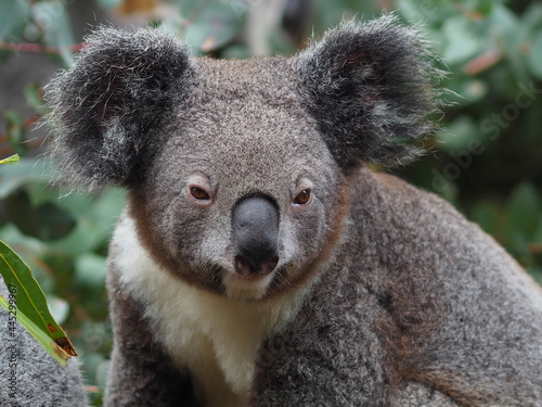 Fototapeta Naklejka Na Ścianę i Meble -  Captivating gorgeous Koala resting in a Eucalyptus tree.