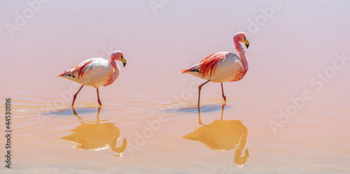 Pink James Flamingo (Phoenicoparrus jamesi), Laguna Colorada (Red Lagoon), Uyuni, Bolivia. photo