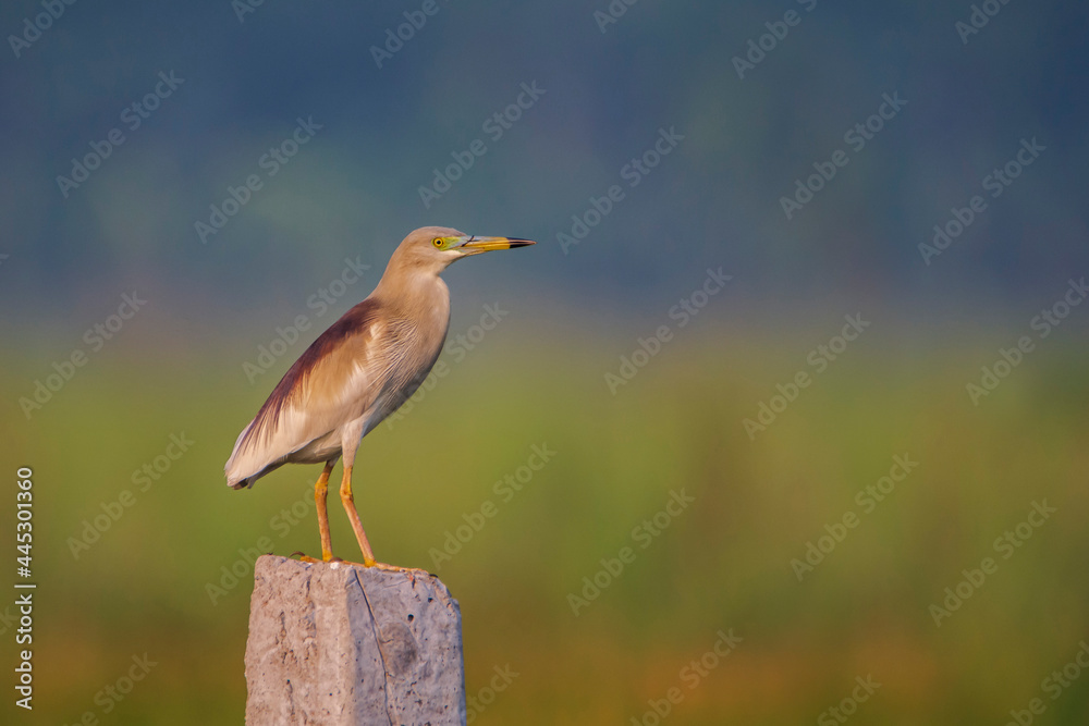 Indian Pond Heron (Ardeola grayii) sits on a concrete post. seen in a India.
