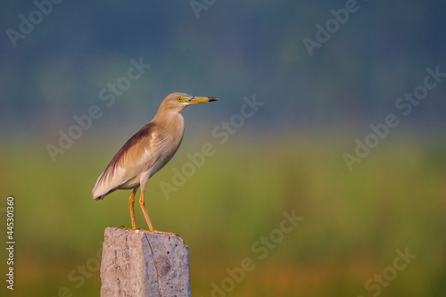 Indian Pond Heron (Ardeola grayii) sits on a concrete post. seen in a India. 