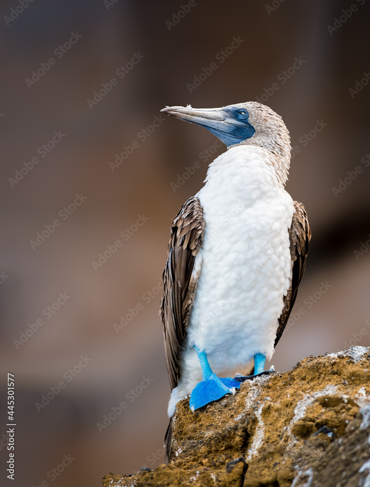 Obraz premium Blue footed booby