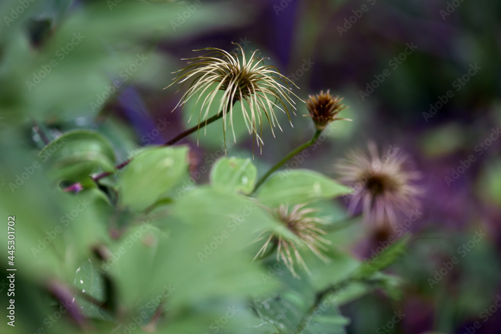 Fototapeta premium clematis 