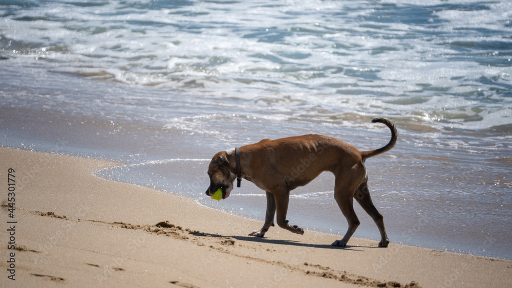 perro en playa 