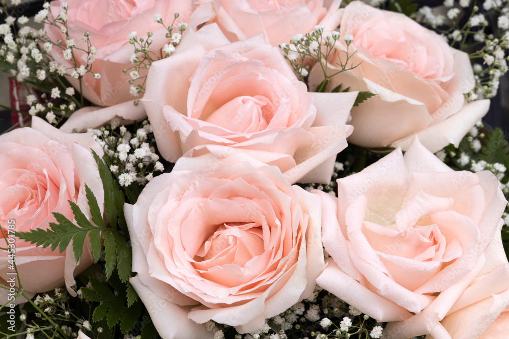 Fototapeta premium A bouquet of beautiful pink roses on white wooden background.