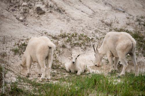 Goats - Canada © Sizhu