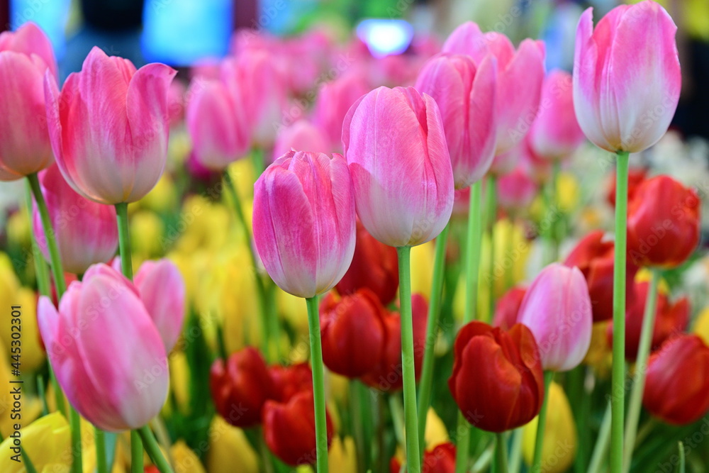 Pink, yellow, red tulips were blooming in the exhibition room. It is the symbolic winter flower of Holland. Scientific name: Tulipa spp. L. Focus on pink flowers.
