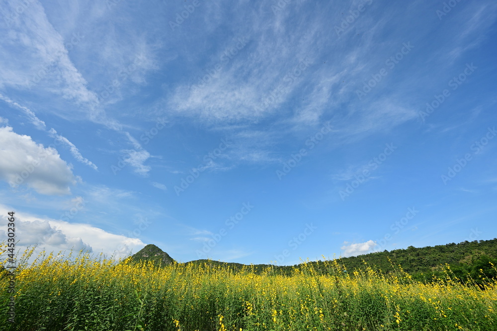 Obraz premium Beautiful view of Sunhemp (Crotalaria) yellow flower field under blue sky, green mountains and scattered white clouds.
