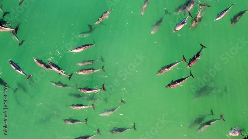 Drone aerial shot of huge pod of dolphins swimming in Shelly Beach Pacific Ocean Central Coast tourism NSW Australia 4K photo