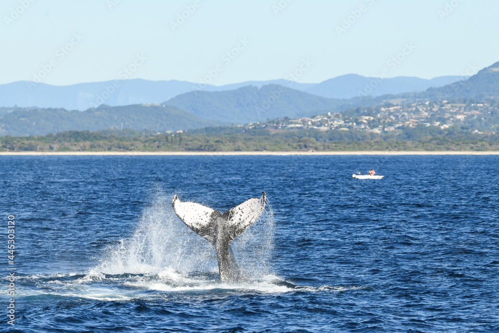 Whale tail in ocean near fishing vessel.