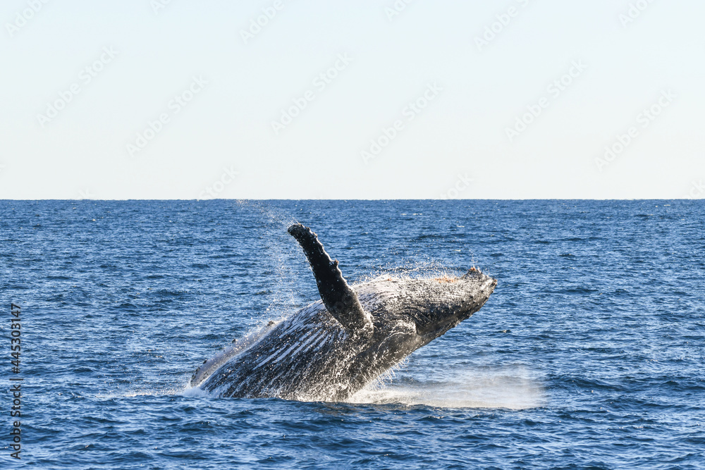 Fototapeta premium Close view of whale landing back into the ocean after breaching.