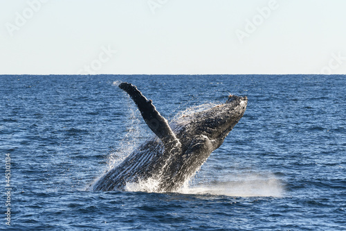 Whale about to land back into the ocean after breaching. 