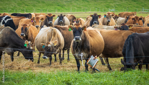 Winter Dairy Herd New Zealand