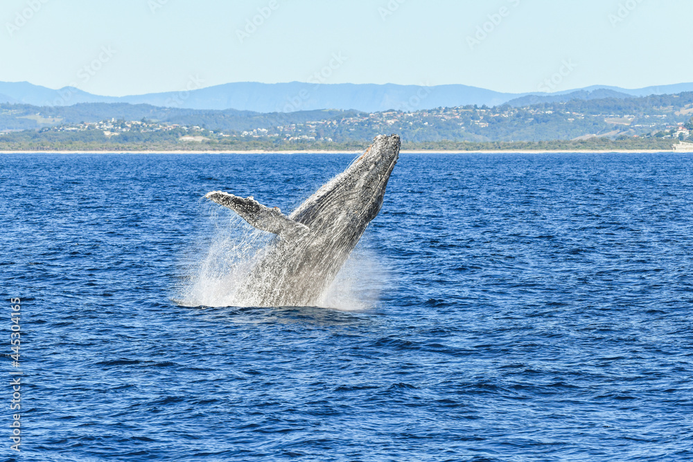 Fototapeta premium A whale breaching in the ocean with the shoreline in the distance.