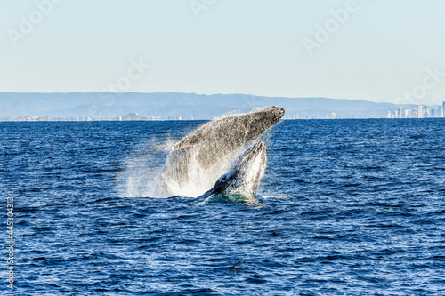 Two whales playing while breaching together in the ocean. © jodie777