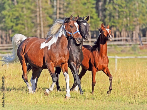 Three Arabian Horses running together in summer meadow.