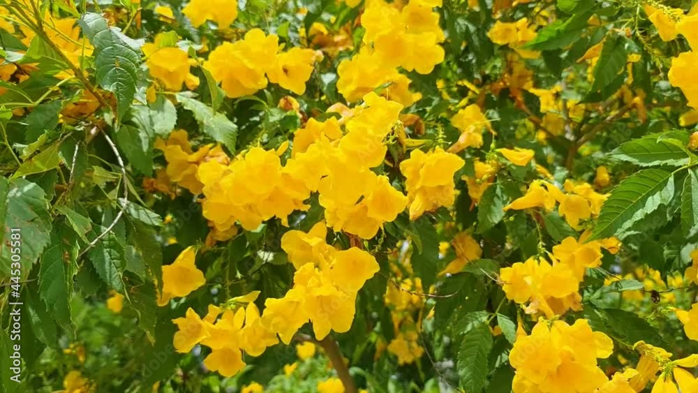 Yellow flower and bee bug fly around. Close up view with green leaf tree floral background. Footage video in Thailand. Yellow flower and bee bug fly around. Close up view with green leaf tree floral background. Footage video in Thailand.