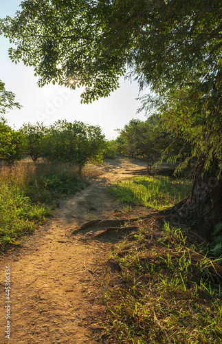 Vertical shot of an unpaved pathway along grass and trees in Colon, Chiapas photo