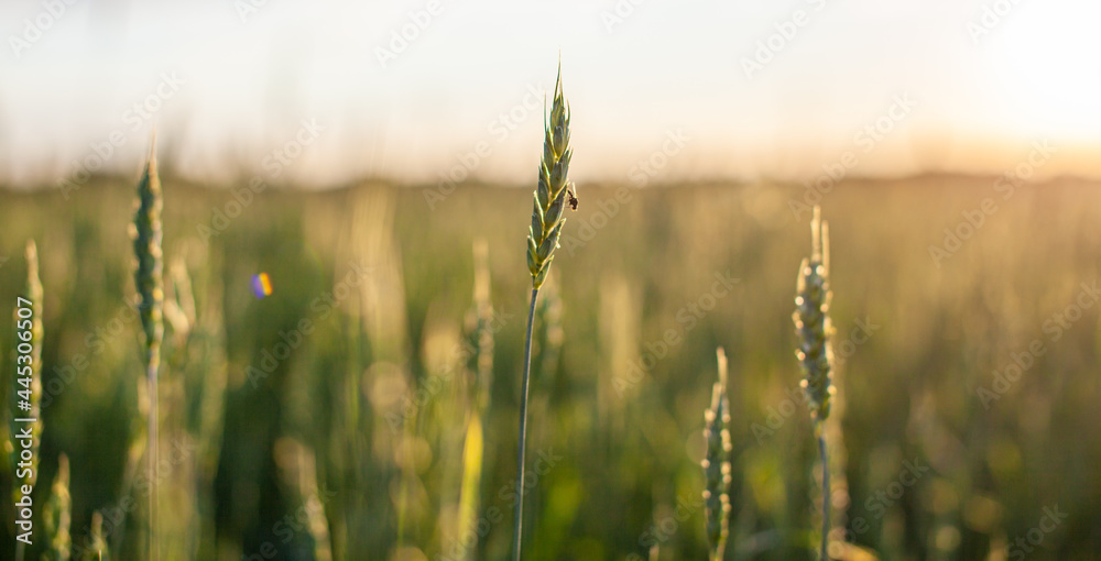 Fototapeta premium A fly sits on an ear of wheat or rye. Close-up of green ears of wheat or rye at sunset in a field. World global food with sunset in farm land autumn scene background. Happy Agricultural countryside.