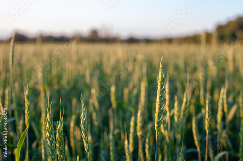 Close-up of green ears of wheat or rye at sunset in a field. World global food with sunset in farm land autumn scene background. Happy Agricultural countryside.