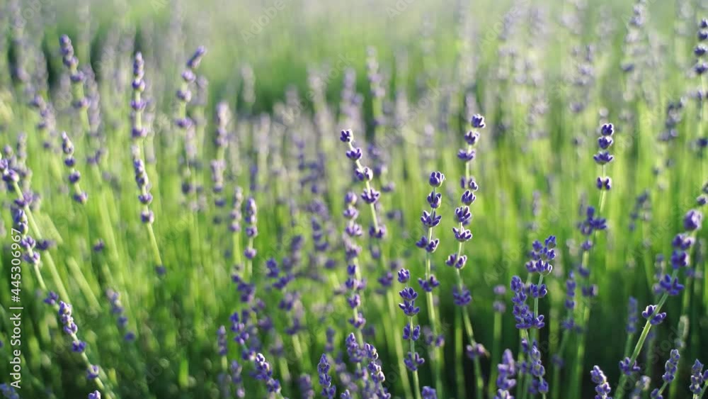 Fields of lavender flower blooming fragrant in endless rows at sunset. Selective focus on bushes of lavender purple fragrant flowers in the lavender fields. Fields of lavender flower blooming fragrant in endless rows at sunset. Selective focus on bushes of lavender purple fragrant flowers in the lavender fields.
