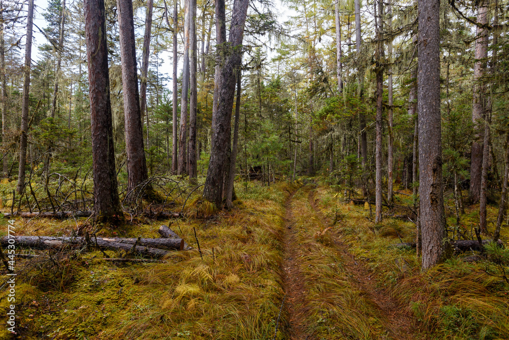 Sikhote-Alin Biosphere Reserve. The nature of the ecological tourist route Arseniev trail. Impassable pristine Far Eastern taiga. The trail runs through a dense forest. Sikhote-Alin Biosphere Reserve. The nature of the ecological tourist route Arseniev trail. Impassable pristine Far Eastern taiga. The trail runs through a dense forest.