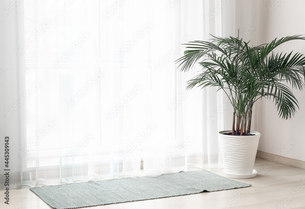 Light curtains with houseplant and rug in room - obrazy, fototapety, plakaty 