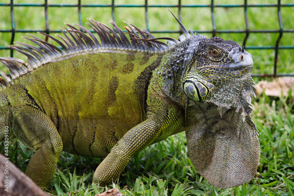 iguana on the tree iguana on the tree