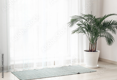 Light curtains with houseplant and rug in room